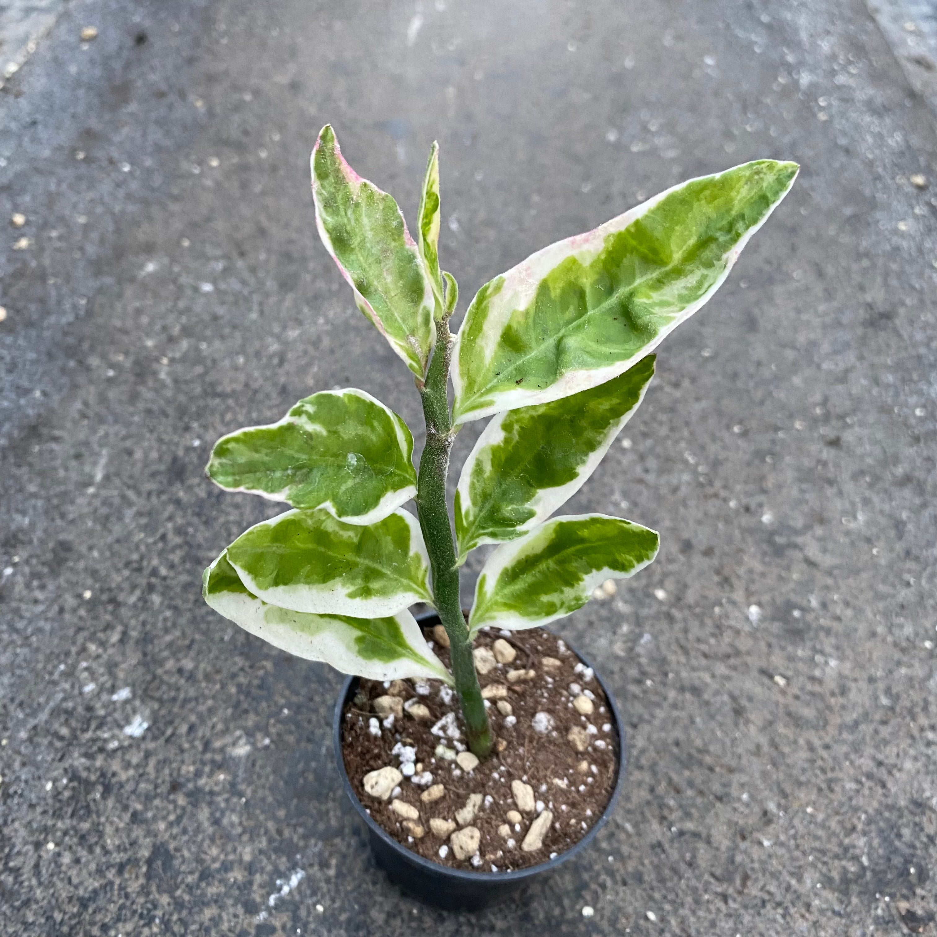 Euphorbia tithymaloides f. variegata