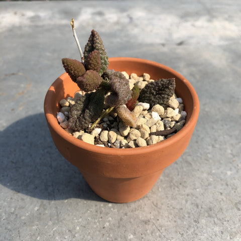 coffee bean succulent Adromischus marianae f. herrei cv. Coffee bean | Succulents