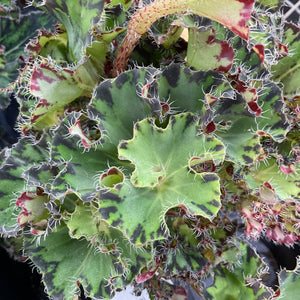 Begonia rex 'Chantilly lace'