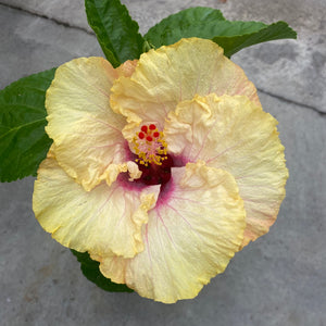 Ouvrir l&#39;image dans le diaporama, Hibiscus rosa-sinensis &#39;Free Spirit&#39;
