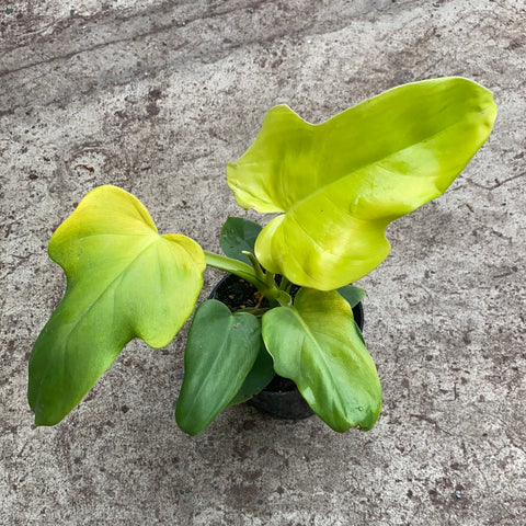 philodendron bipennifolium golden Philodendron bipennifolium 'Golden violin' – Serres Lavoie