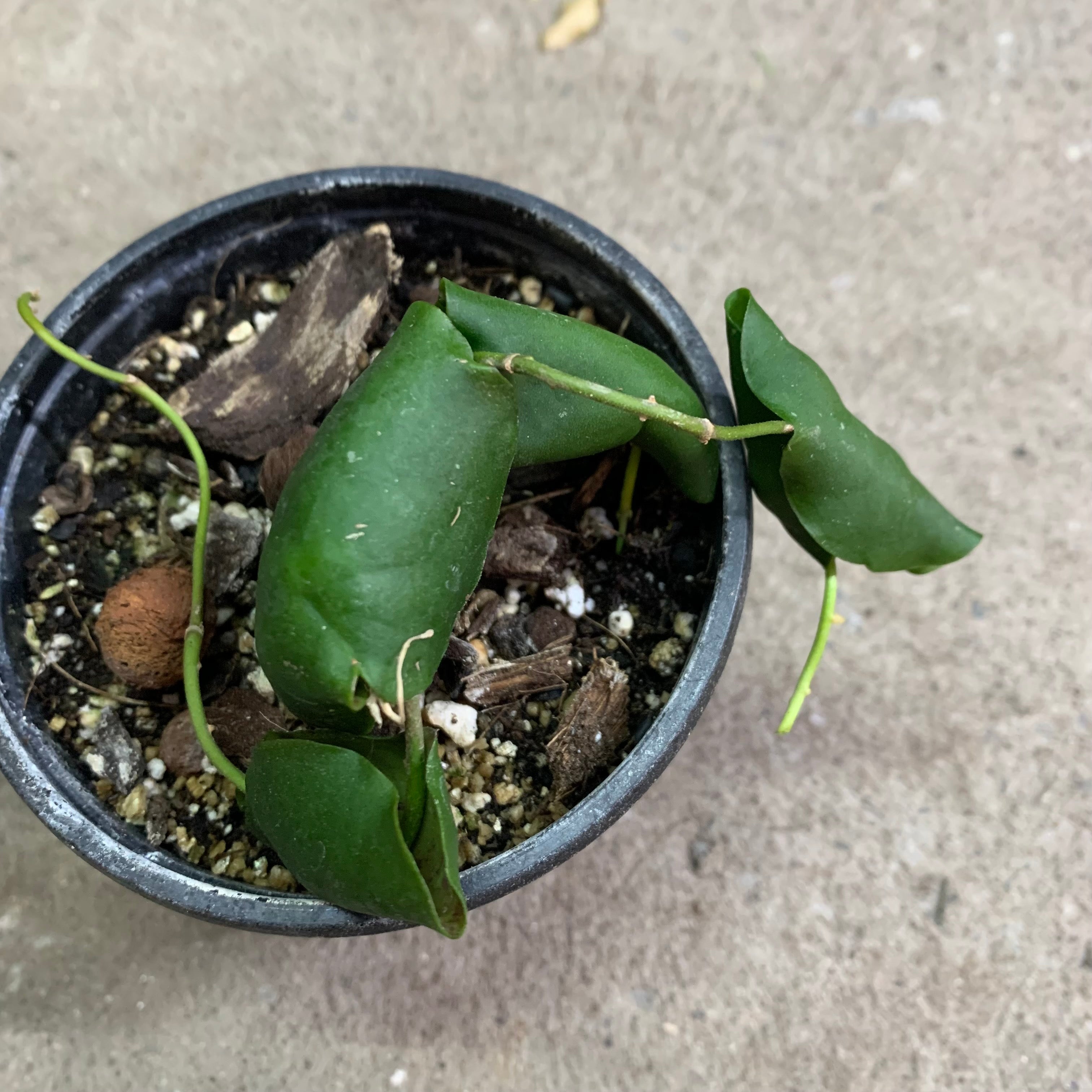 Hoya imbricata green
