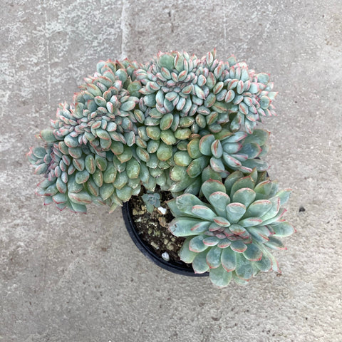 esther succulent Echeveria esther f. cristata | Succulents