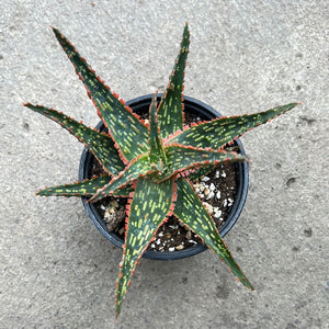 Aloe 'Pirahna'