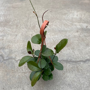 Ouvrir l&#39;image dans le diaporama, Hoya australis

