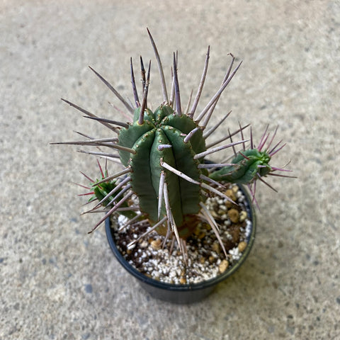 Euphorbia inconstantia