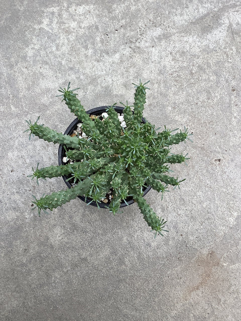 Euphorbia Decepta