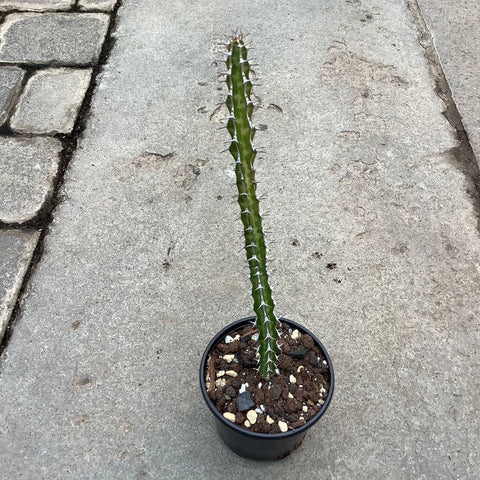 Euphorbia griseola ssp. Griseola