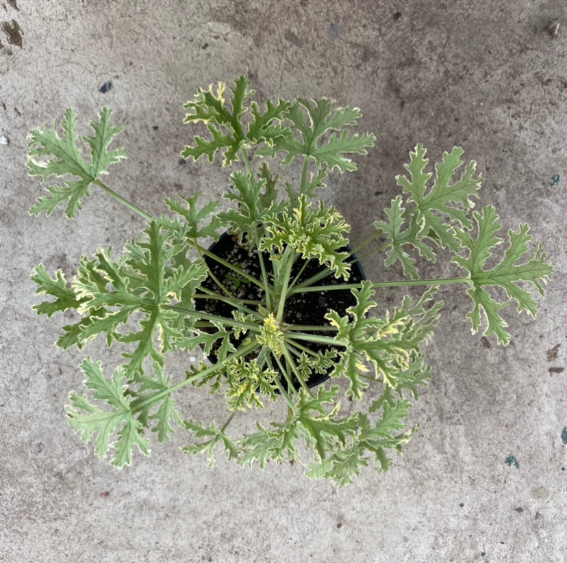 Pelargonium graveolens variegata