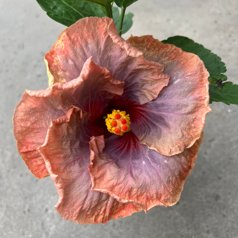 Hibiscus rosa-sinensis 'Connie Roush' 