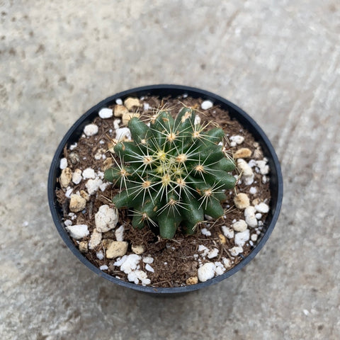 Hamatocactus setispinus 