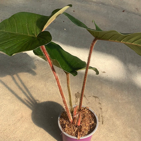 philodendron squamicaule for sale Philodendron squamicaule – Serres Lavoie