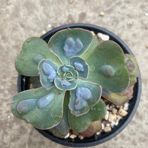 Echeveria "Hearth delight"