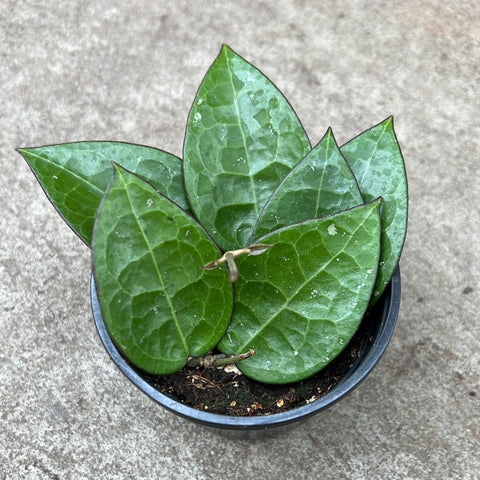 Hoya parasitica 'Black margin 
