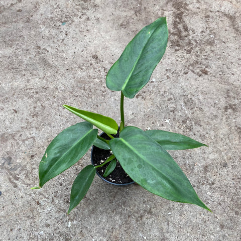Philodendron minarum