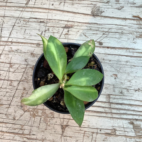 Hoya wallianiana 'variegata'