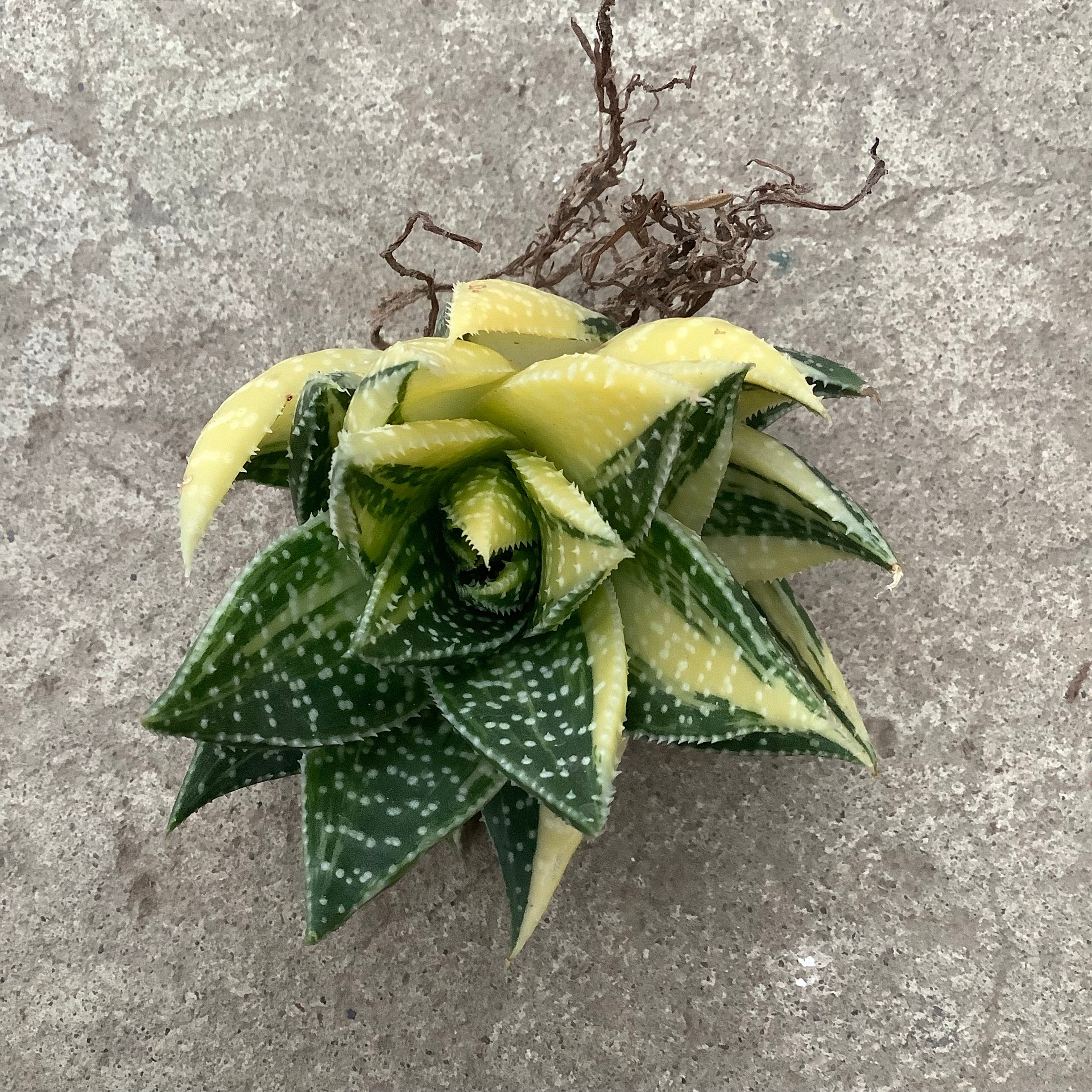 Gasteraloe beguinii f. variegata yellow