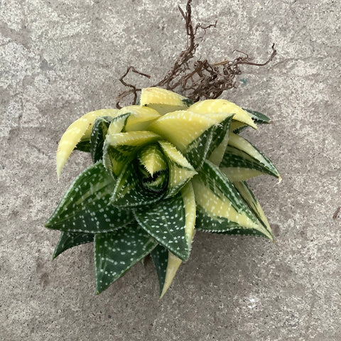Gasteraloe beguinii f. yellow variegata