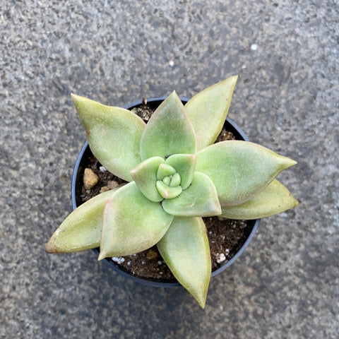 Echeveria citrina