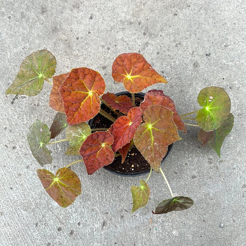 Begonia 'Autumn Amber