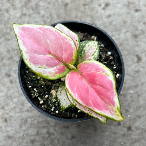 aglaonema la suerte Aglaonema 'Lucky red' | Tropical