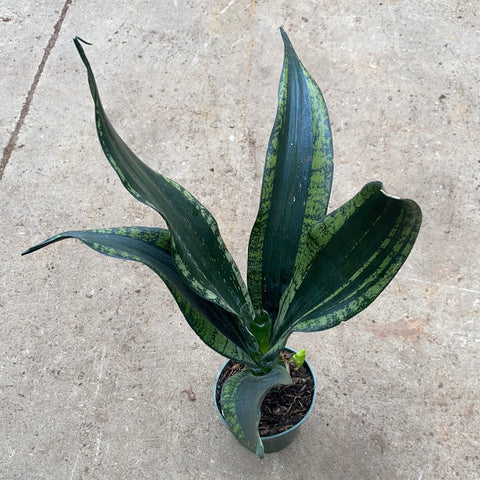 sansevieria trifasciata cv. Sansevieria trifasciata cv. silver flame – Serres Lavoie