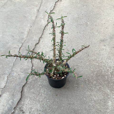 Euphorbia rossi