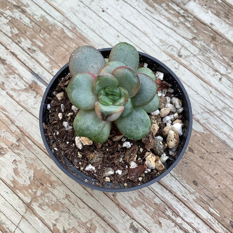 amethorum succulent Graptoveria 'Amethorum' – Serres Lavoie