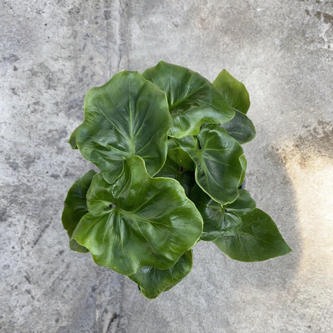philodendron atom entretien Philodendron selloum ''Atom'' – Serres Lavoie