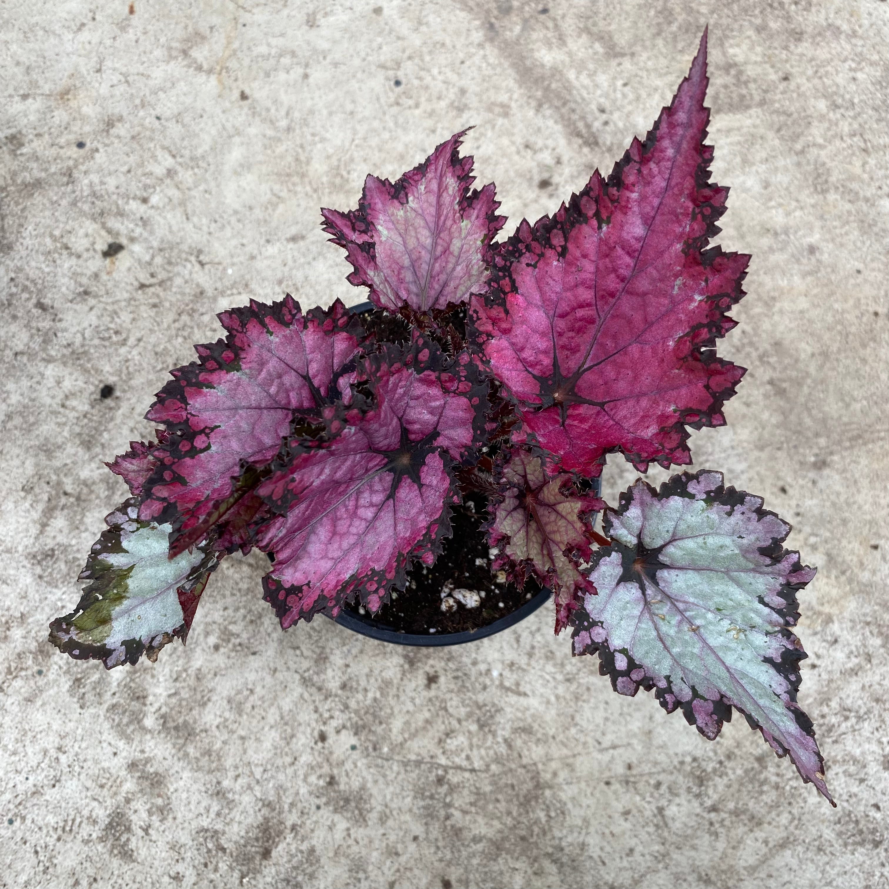 Begonia rex Jurassic 'Pink shade
