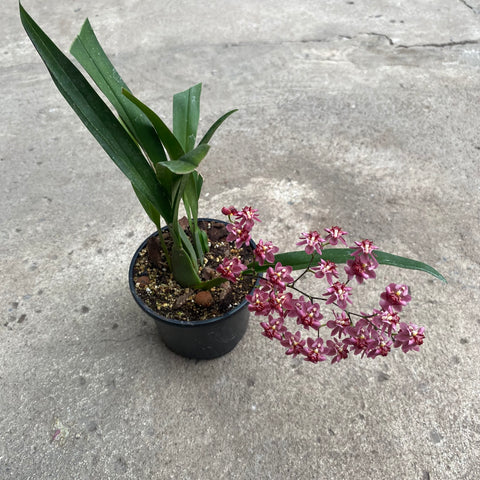 Oncidium misaki twinkle 'CT-red fantasy'