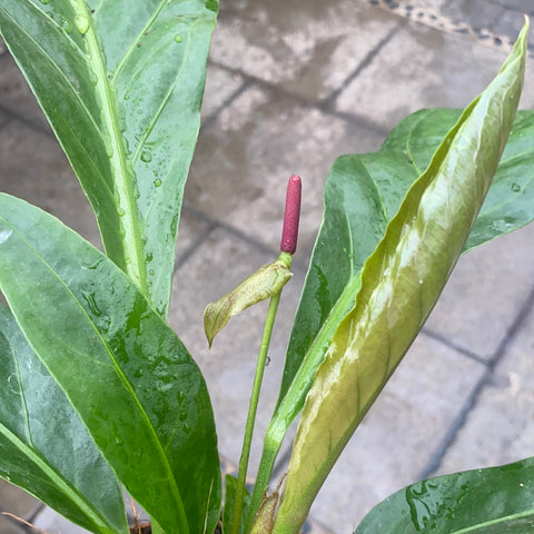 jungle king anthurium Anthurium jungle king | Tropical