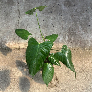 Open image in slideshow, Philodendron held
