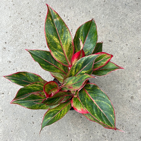 aglaonema rouge Aglaonema 'Red Siam' | Tropical