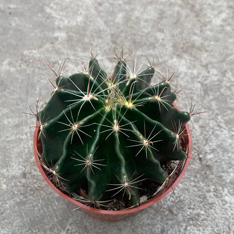 Hamatocactus setispinus