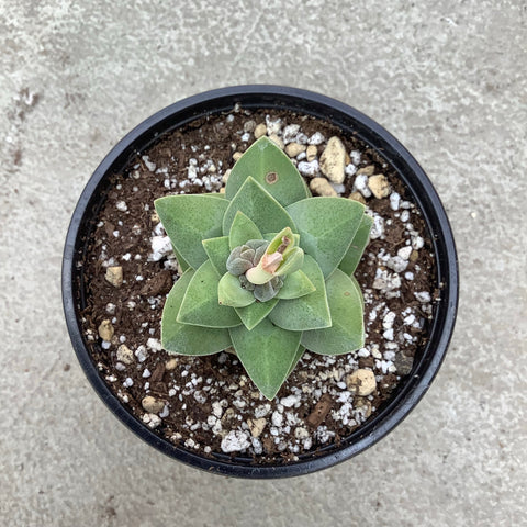 Crassula moonglow (6 sides)