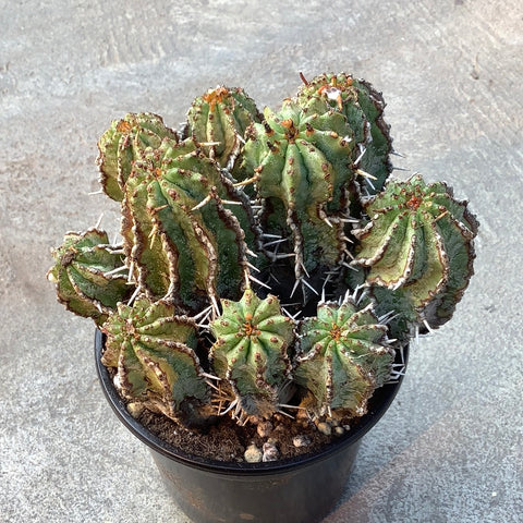 Euphorbia horrida old