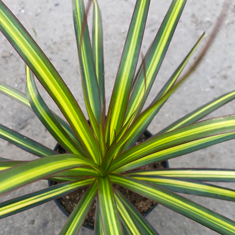 dracaena kiwi Dracaena marginata ´Kiwi' – Serres Lavoie