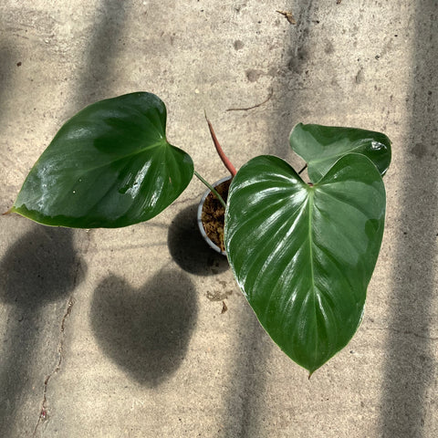 Philodendron lynamii – Serres Lavoie Philodendron lynamii – Serres Lavoie