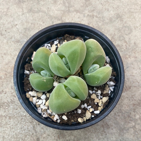 Gibbaeum disappears 