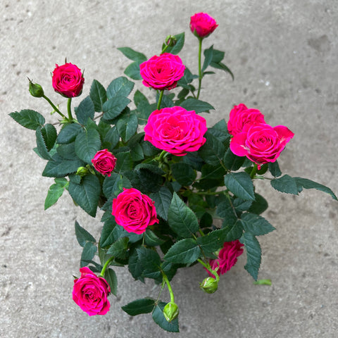 Rosa 'Pink Miniature Rose'
