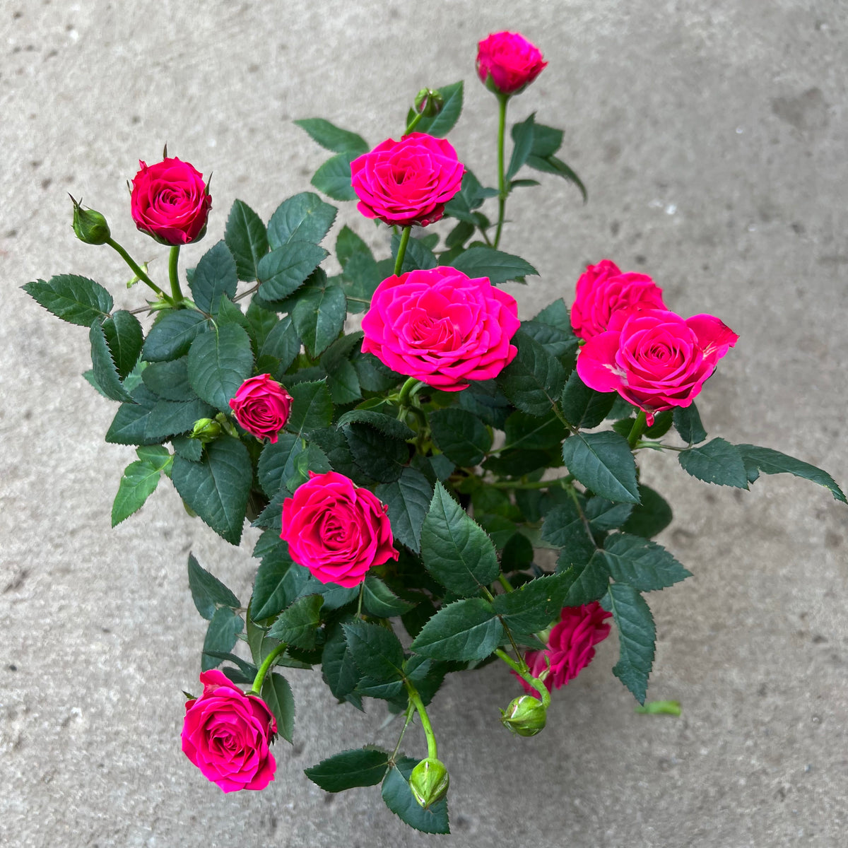 Rosa 'Rosier miniature Rose' Serres Lavoie