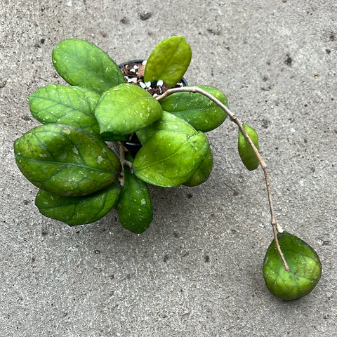 Hoya cv. larisa 