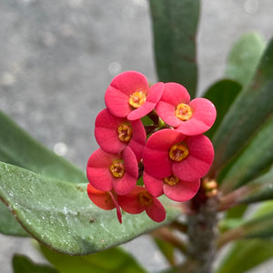 Euphorbia tardieuana
