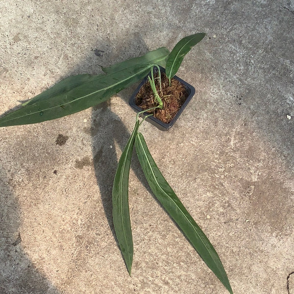 Anthurium pallidiflorum | Tropical