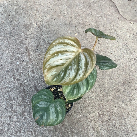 philodendron brandtianum canada Philodendron brandtianum – Serres Lavoie