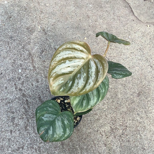 Open image in slideshow, Philodendron brandtianum
