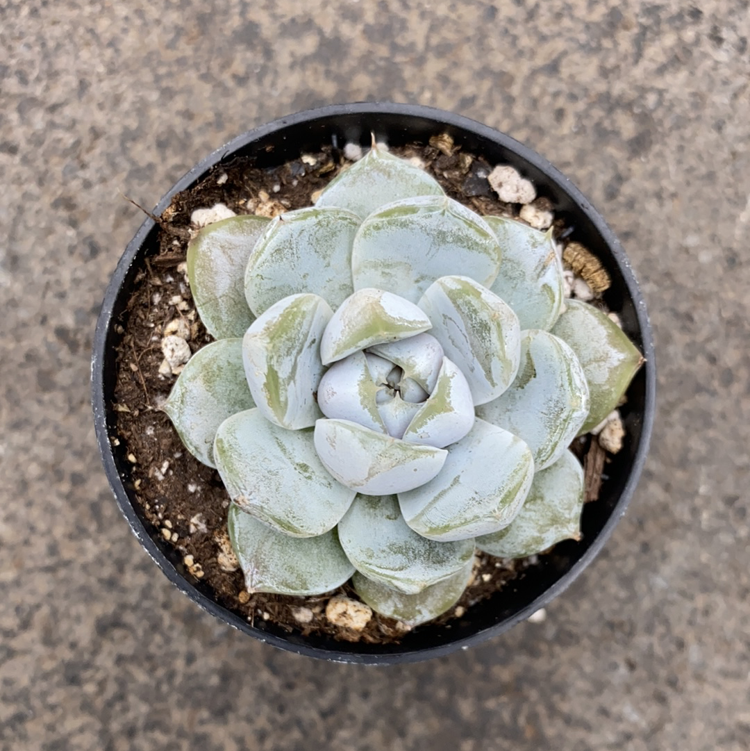 snow bunny succulent Echeveria snow bunny | Succulents