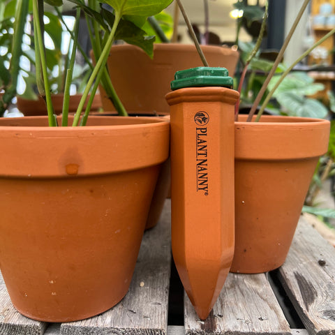 Small terracotta watering stakes