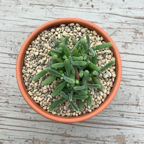 Dicrocaulon ramulosum 'Hondeklip Bay'